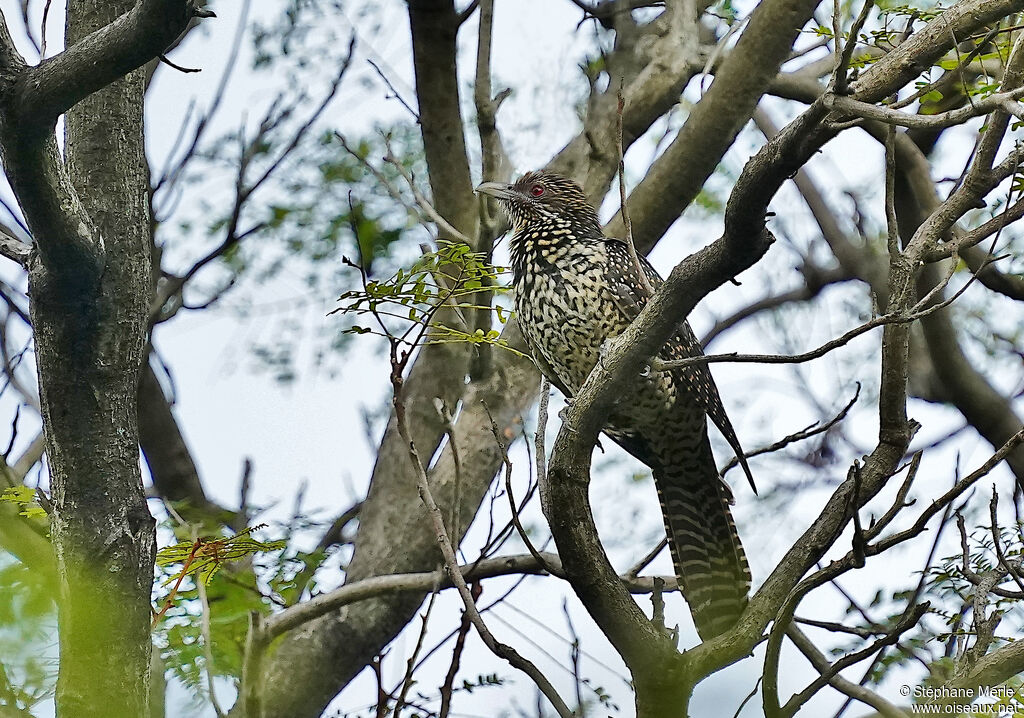 Asian Koel female adult