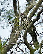 Asian Koel