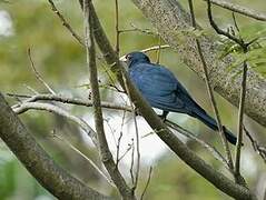 Asian Koel