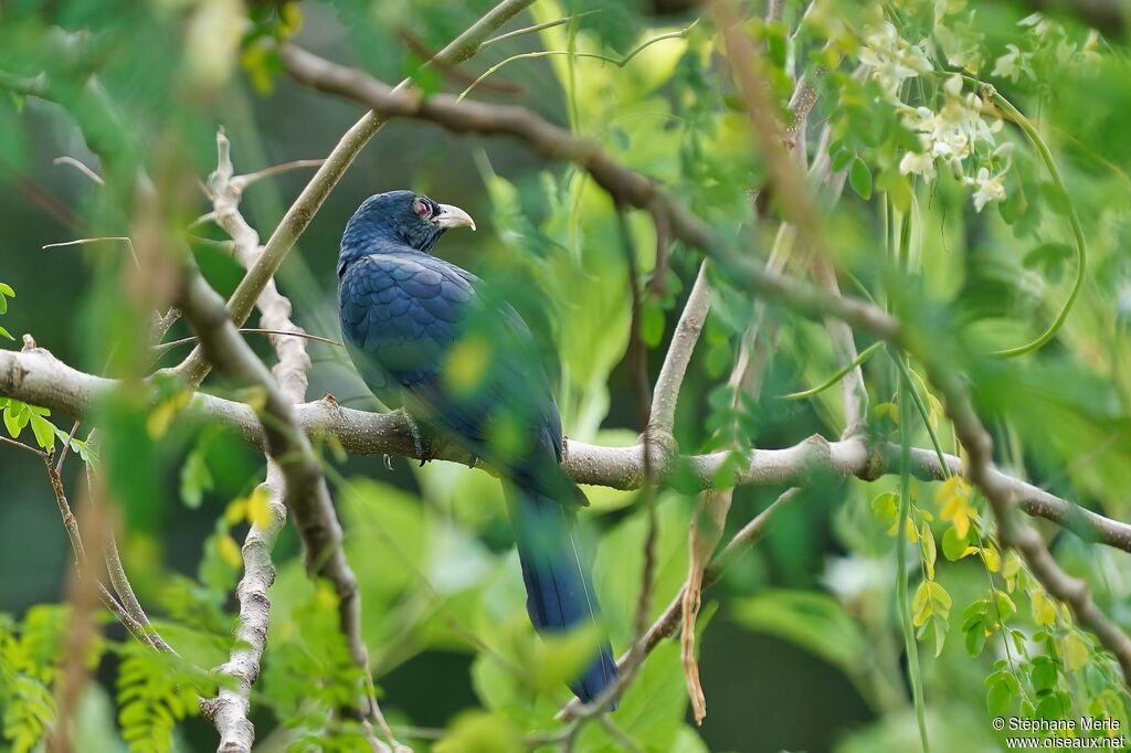 Asian Koel male adult