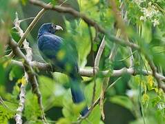 Asian Koel