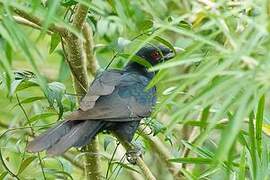 Asian Koel