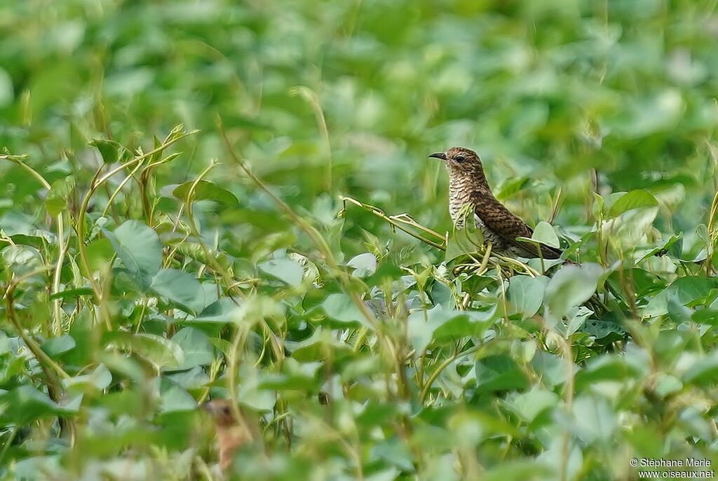 Plaintive Cuckoo female adult