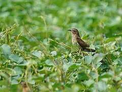 Plaintive Cuckoo