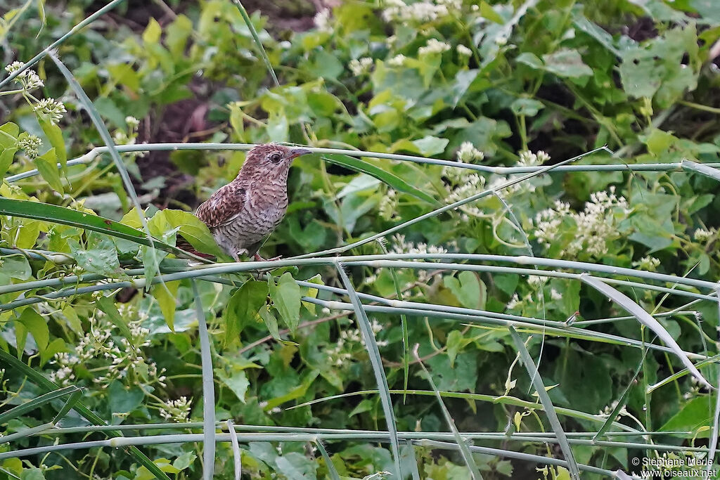 Plaintive Cuckoo female adult