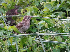 Plaintive Cuckoo