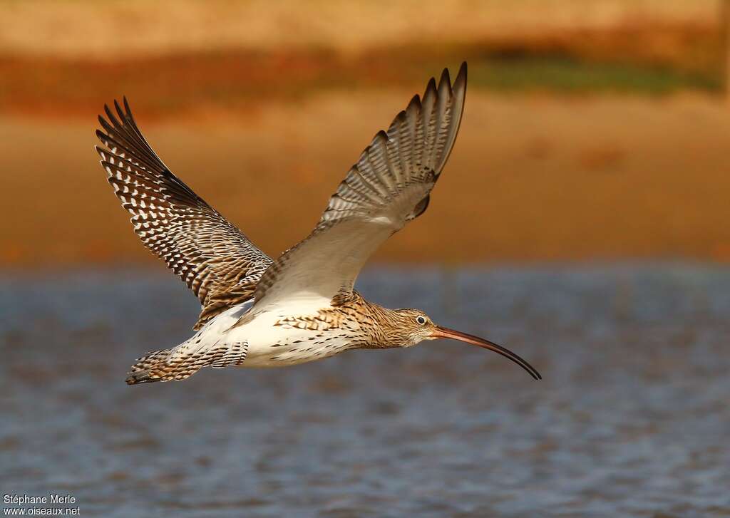 Eurasian Curlewadult, Flight