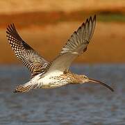 Eurasian Curlew