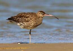 Eurasian Whimbrel