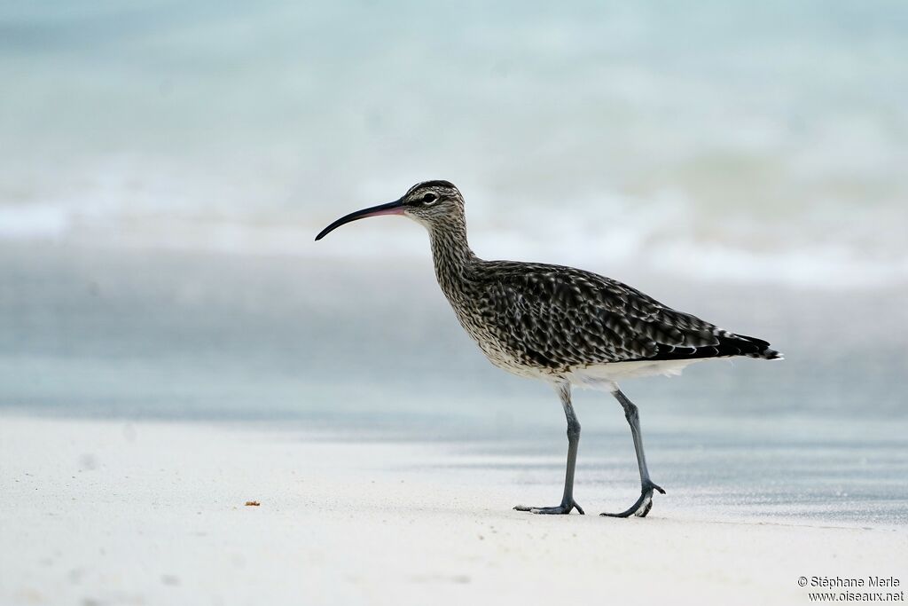 Eurasian Whimbrel