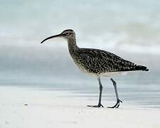 Eurasian Whimbrel