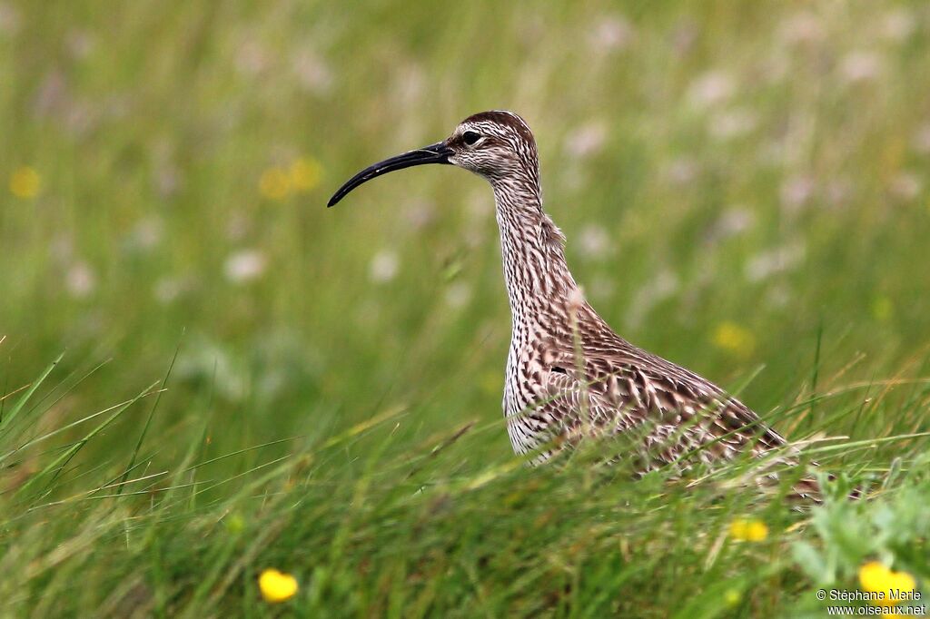 Eurasian Whimbrel