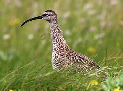 Eurasian Whimbrel