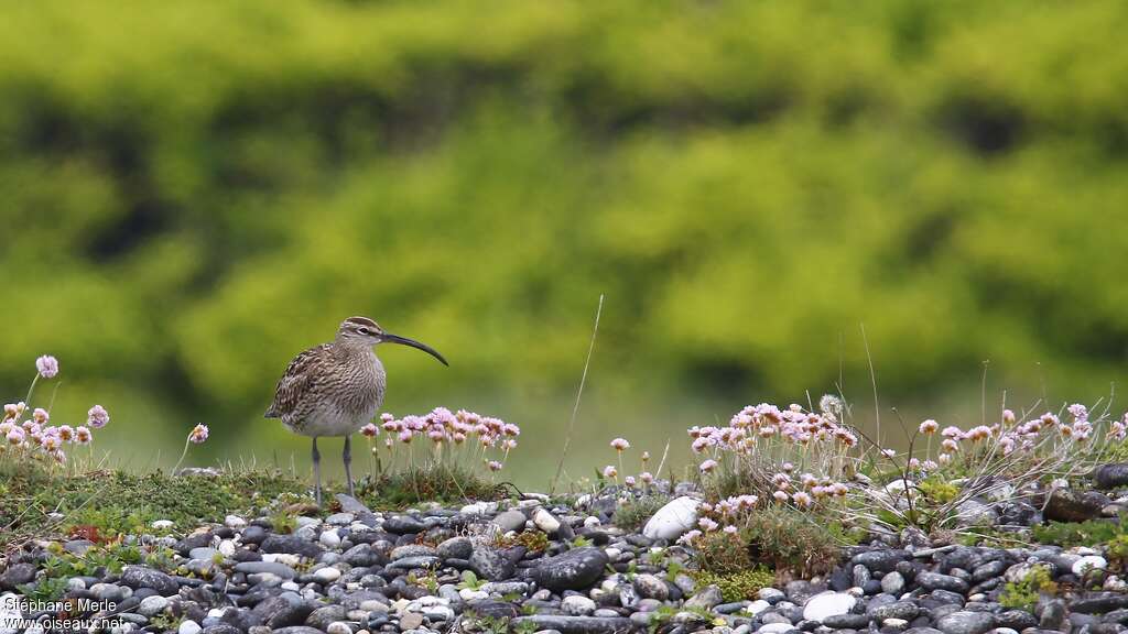 Whimbreladult breeding