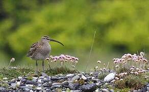 Whimbrel