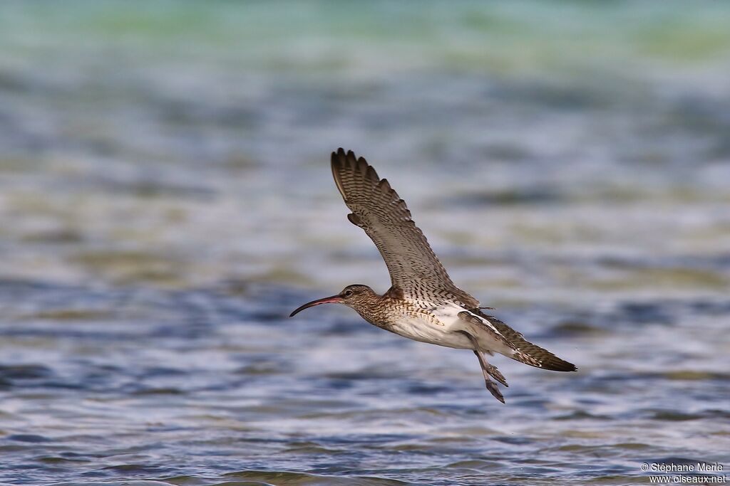 Eurasian Whimbreladult