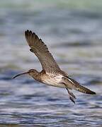 Eurasian Whimbrel