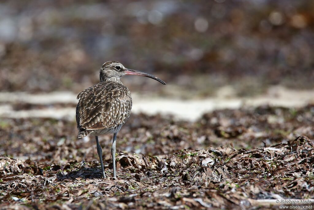 Eurasian Whimbrel