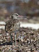 Eurasian Whimbrel