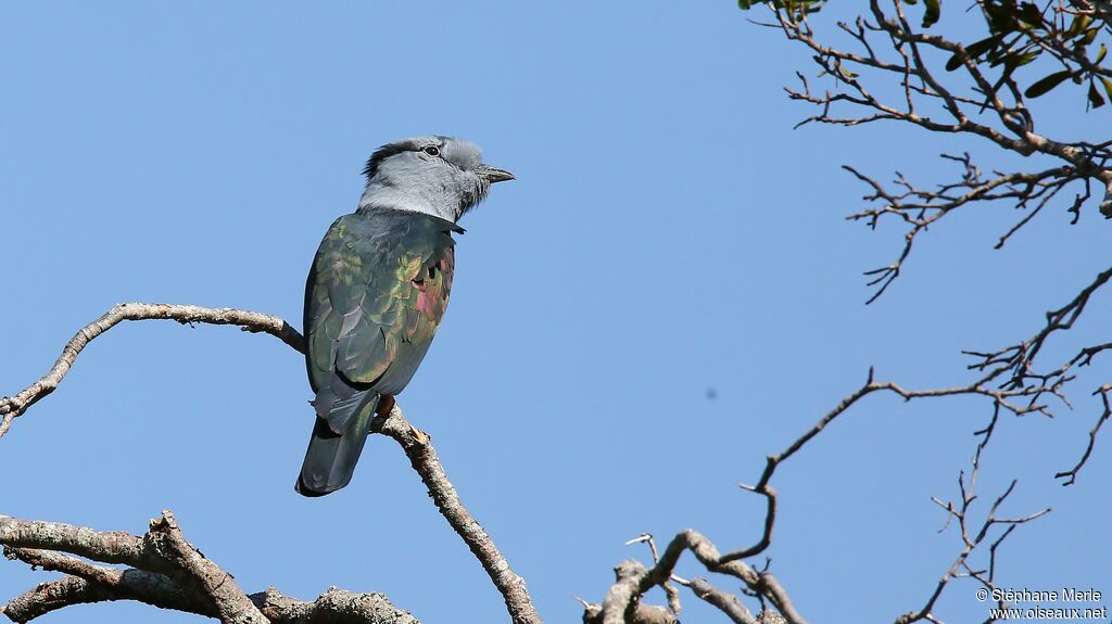 Cuckoo Roller male adult