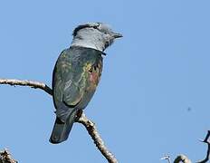 Cuckoo-roller