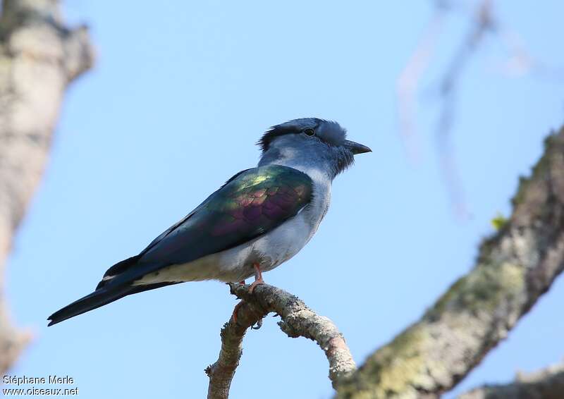 Cuckoo-roller male adult, identification