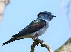 Cuckoo-roller