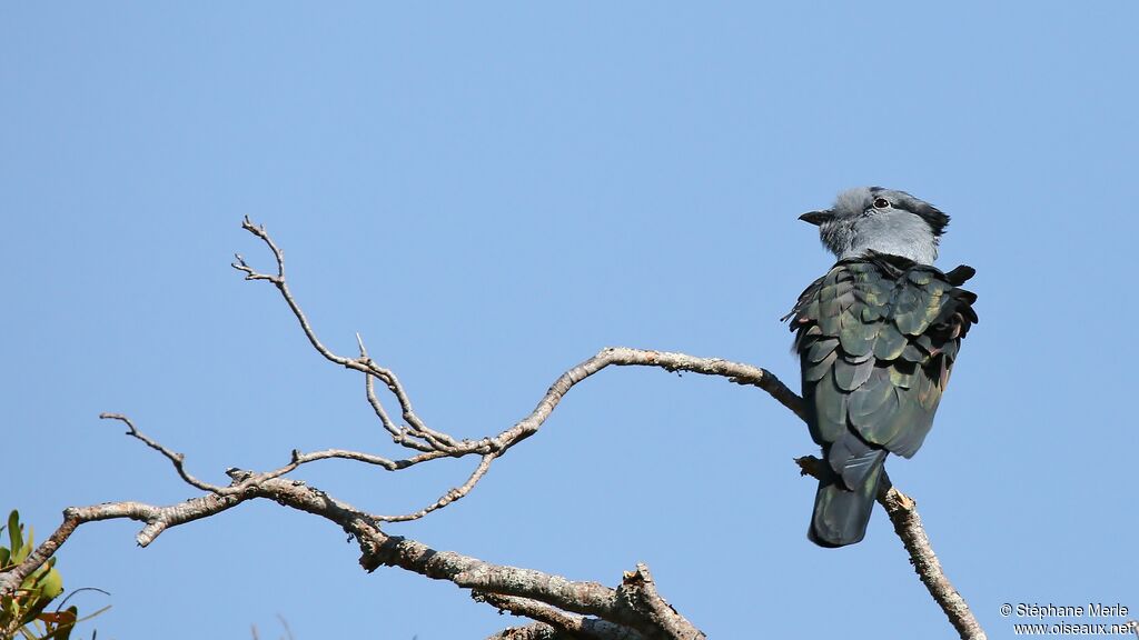 Cuckoo-roller