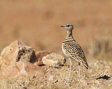 Double-banded Courser