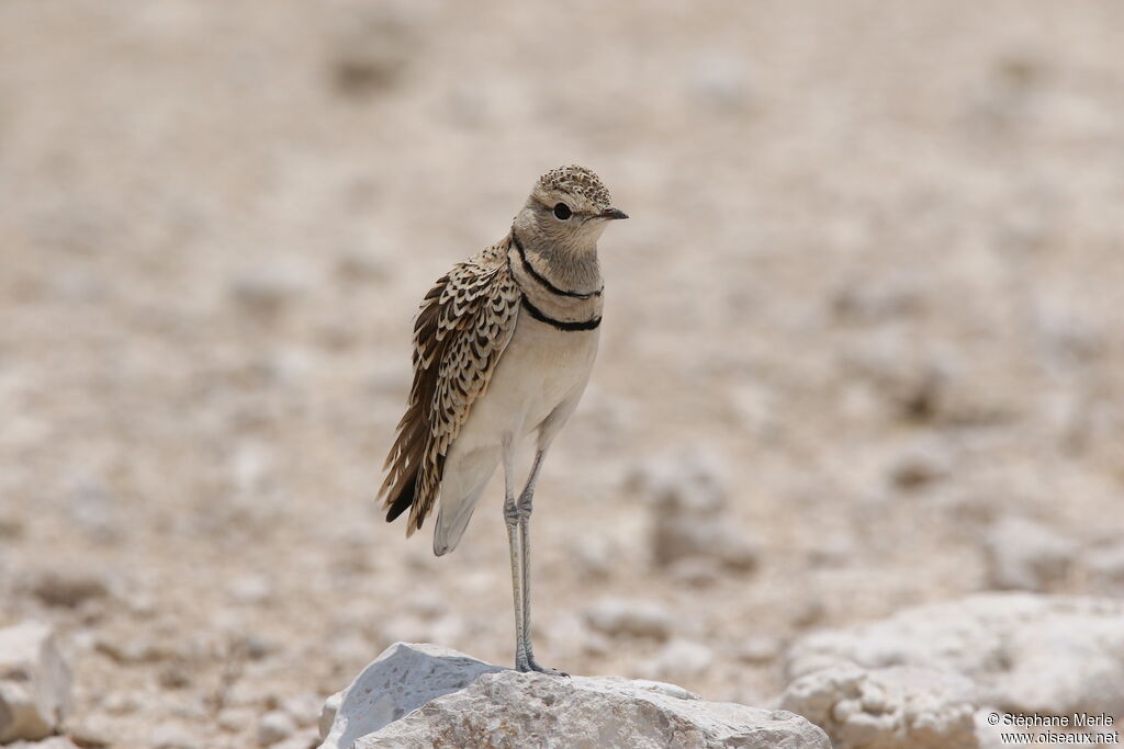 Double-banded Courser