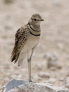 Double-banded Courser