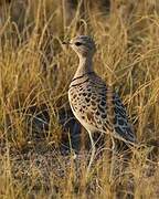 Double-banded Courser