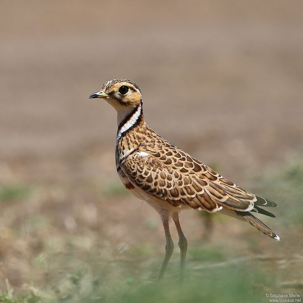 Three-banded Courseradult