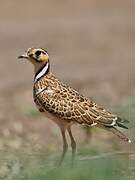 Three-banded Courser