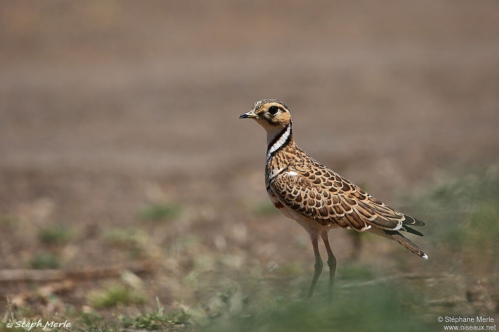 Three-banded Courser