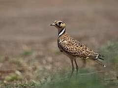 Three-banded Courser