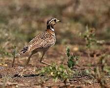 Three-banded Courser