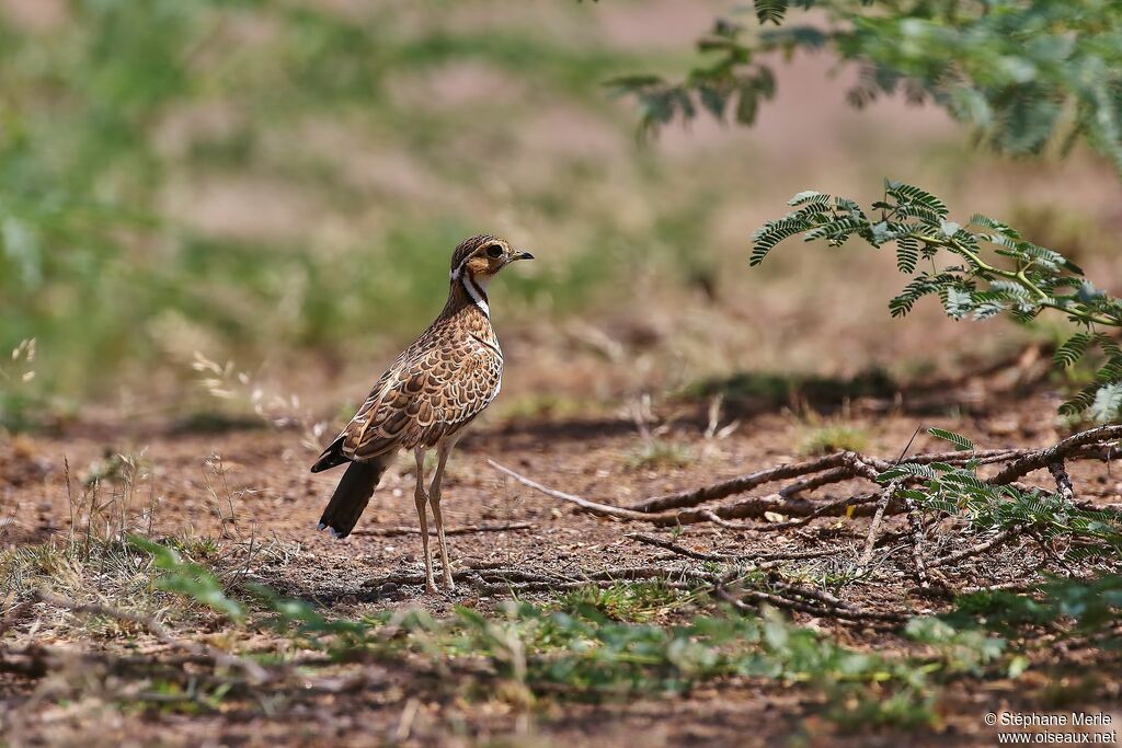 Three-banded Courseradult