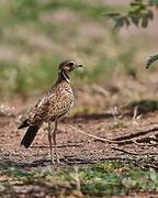 Three-banded Courser