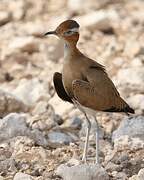 Burchell's Courser