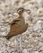 Burchell's Courser