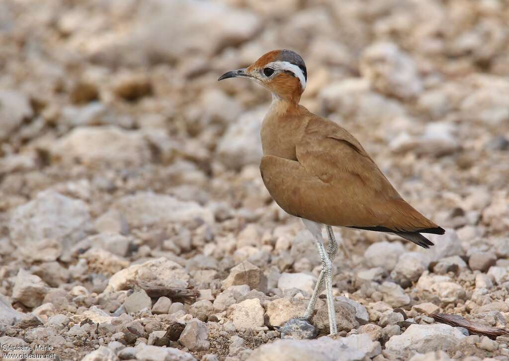 Burchell's Courseradult, identification