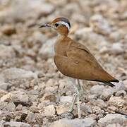 Burchell's Courser