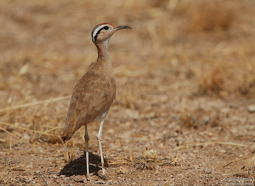 Somali Courseradult