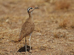 Somali Courser