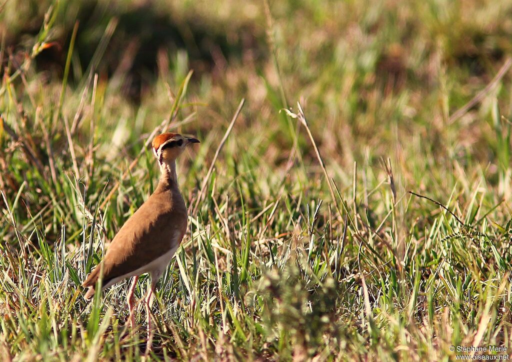 Temminck's Courseradult