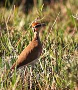 Temminck's Courser