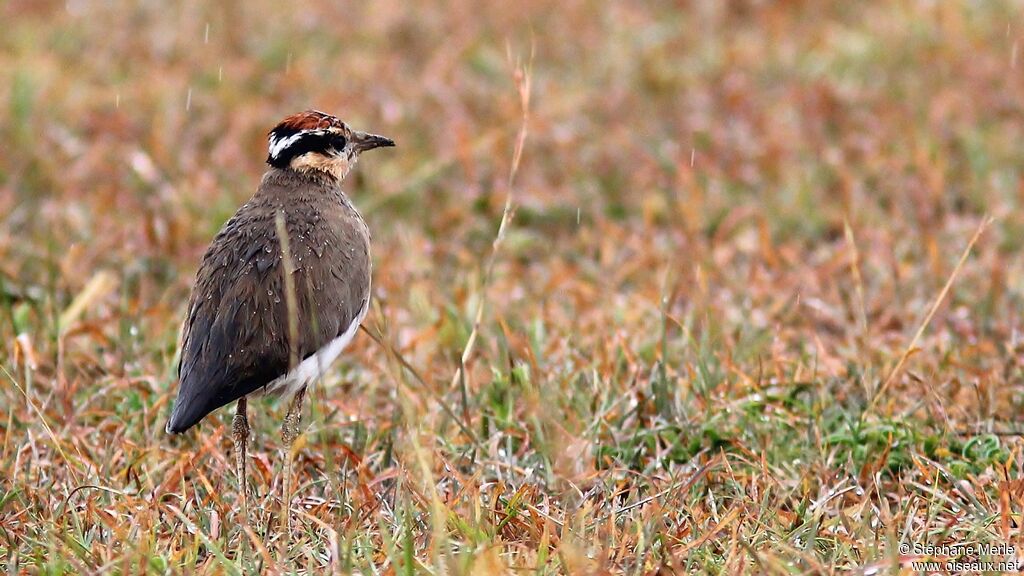 Temminck's Courseradult