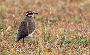 Temminck's Courser