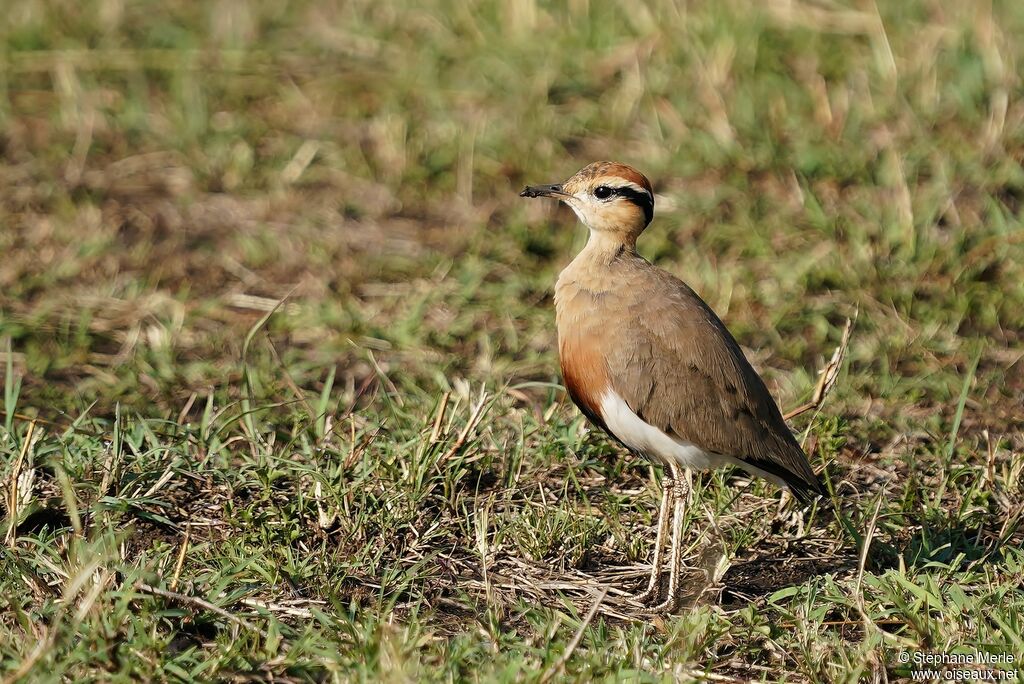 Temminck's Courseradult